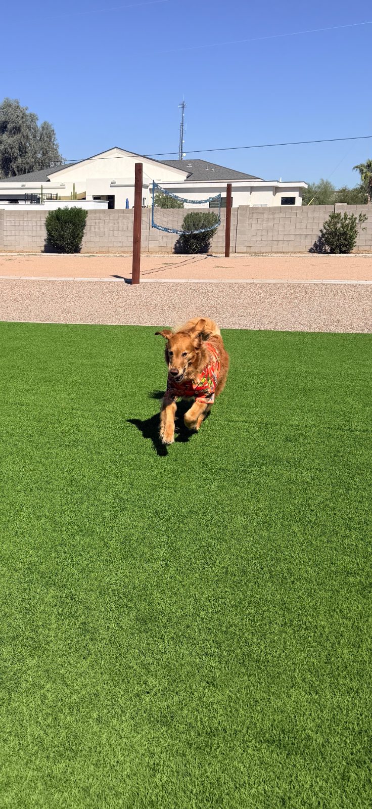 Maui running across the artificial turf in the backyard in his Hawaiian shirt