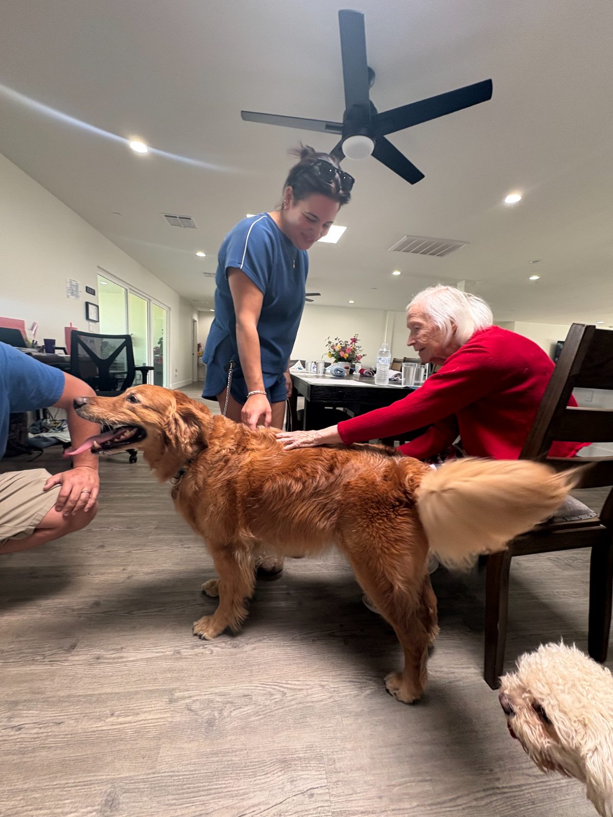 Maui standing between a seated resident and his handler in the dining room, tail mid-wag